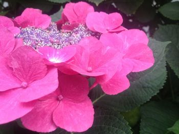 Close-up of pink flowers