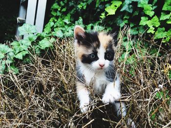 Portrait of cat sitting on grass