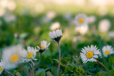 Close-up of yellow flowers blooming on field