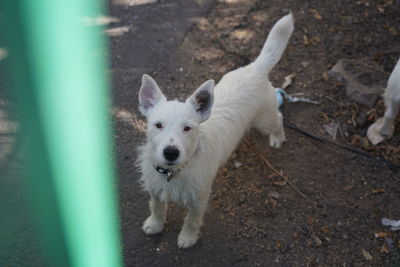 High angle view of cute white small dog standing on field