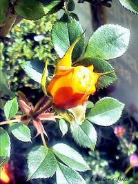 Close-up of yellow flowers