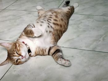 High angle view of cat lying on floor