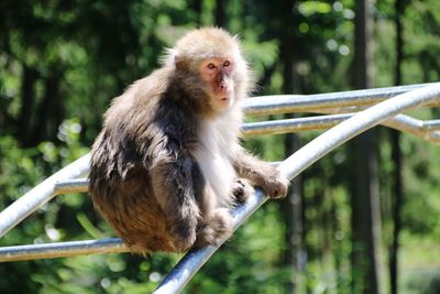 Monkey sitting on railing in forest