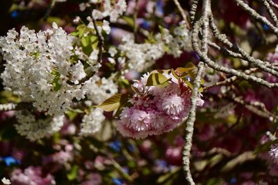 Close-up of cherry blossom