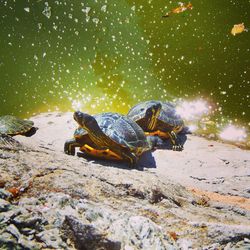 View of crab on rock by sea