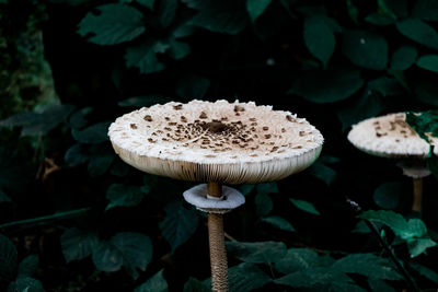 Close-up of mushroom growing on field