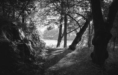 Trees in forest