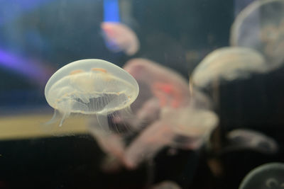 Close-up of jellyfish swimming in sea