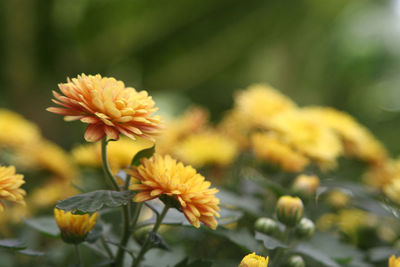 Yellow chrysanthemum flowers or chrysanthemum indicum l. with blurry background