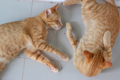 High angle view of cat lying on floor