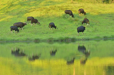 Sheep grazing in a lake