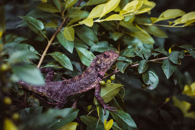 Close-up of a purple lizard on leaves