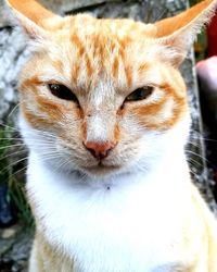 Close-up portrait of cat