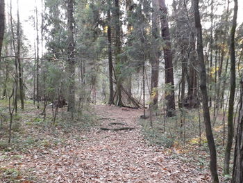 View of trees in forest