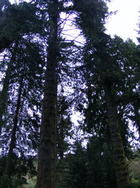 Low angle view of trees against sky