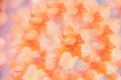 Close-up of pink flower