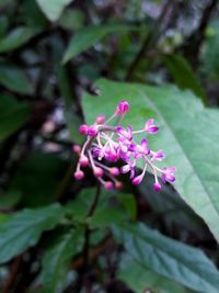 Close-up of pink flowering plant