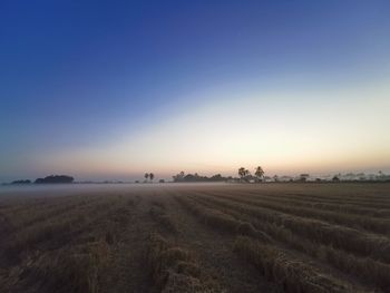 Scenic view of agricultural field against clear sky during sunset