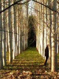 Pathway along trees in forest