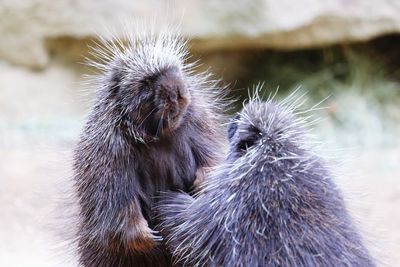 Close-up of two porcupine having a chat