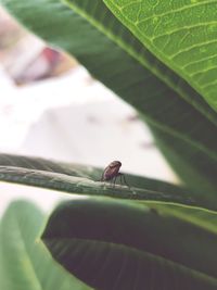 Close-up of insect on leaf