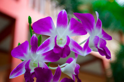 Close-up of purple flowering plant