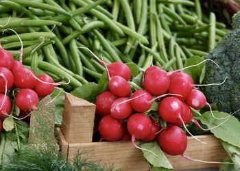 Close-up of red cherries