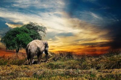 View of elephant on landscape against sunset sky