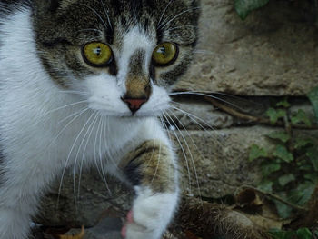 Close-up portrait of cat