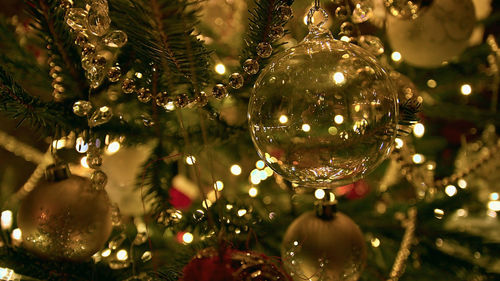 Close up of plant against blurred background