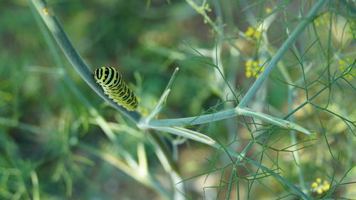 Close-up of insect on plant