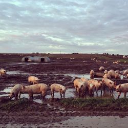 Horses on landscape against sky