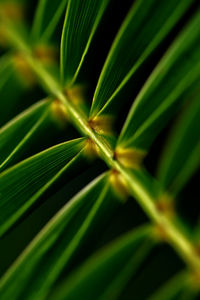 Full frame shot of plant