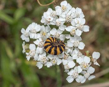 Close-up of insect on white flower
