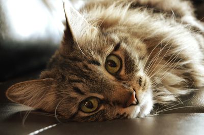 Close-up portrait of cat