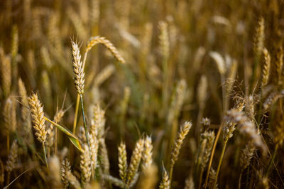 Close-up of wheat growing on field