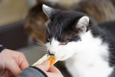 Cropped image of hand holding cat