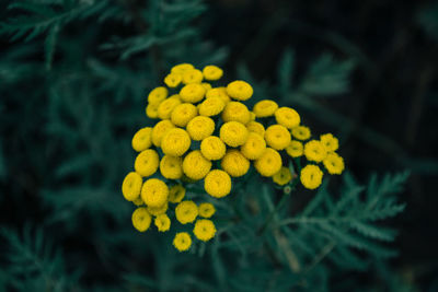 Close-up of yellow flowering plant