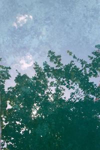 Close-up of tree against sky