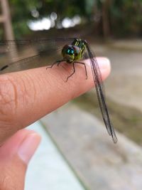 Close-up of insect on hand