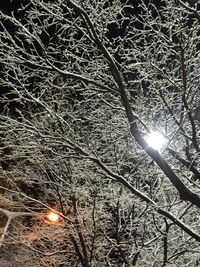 Low angle view of illuminated bare tree at night