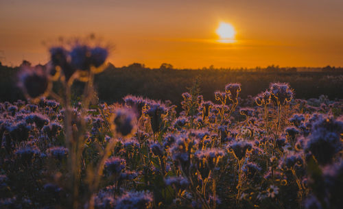 Purple flowering plants on field against sky during sunset