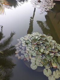 Close-up of lotus water lily in lake