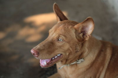 Close-up of dog looking away