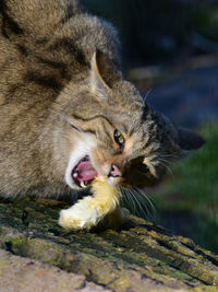 Close-up of cat eating food