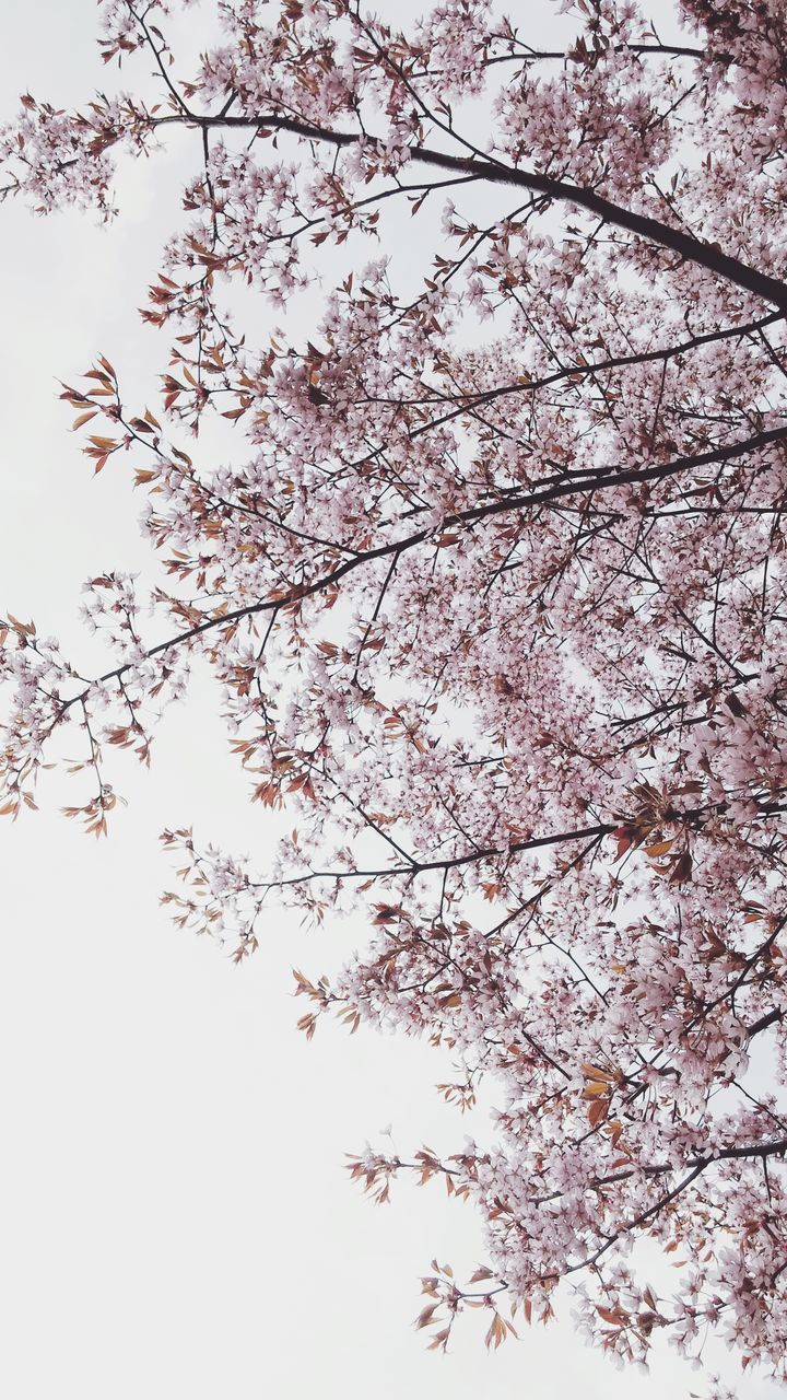 tree, flower, branch, low angle view, growth, freshness, blossom, beauty in nature, nature, fragility, clear sky, cherry blossom, cherry tree, springtime, in bloom, sky, blooming, day, pink color, outdoors