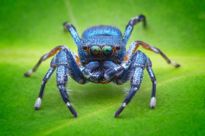 Close-up of spider