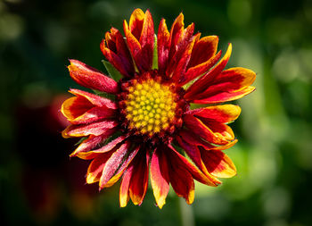 Close-up of red flower