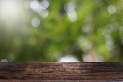 Close-up of plant against wooden fence