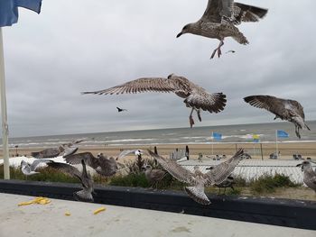 Seagulls and chips